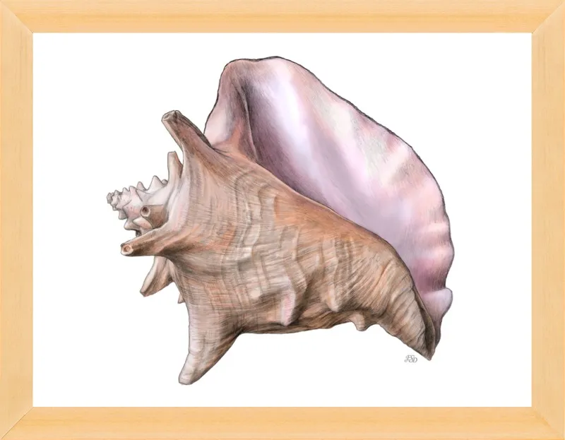 Queen conch  by Emily S. Damstra for Artfully Walls