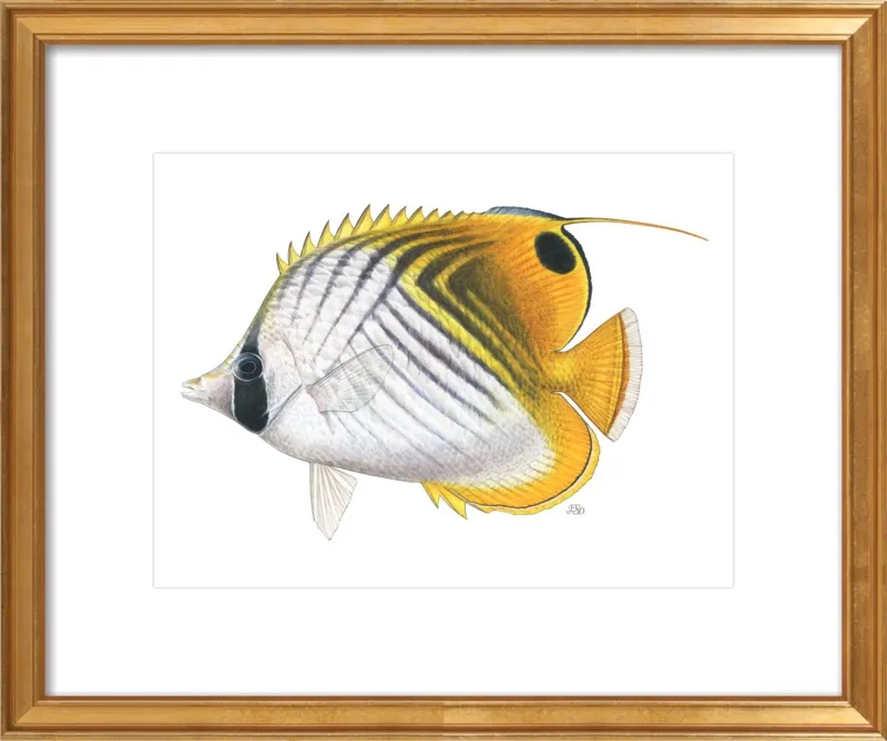 Threadfin butterflyfish by Emily S. Damstra for Artfully Walls