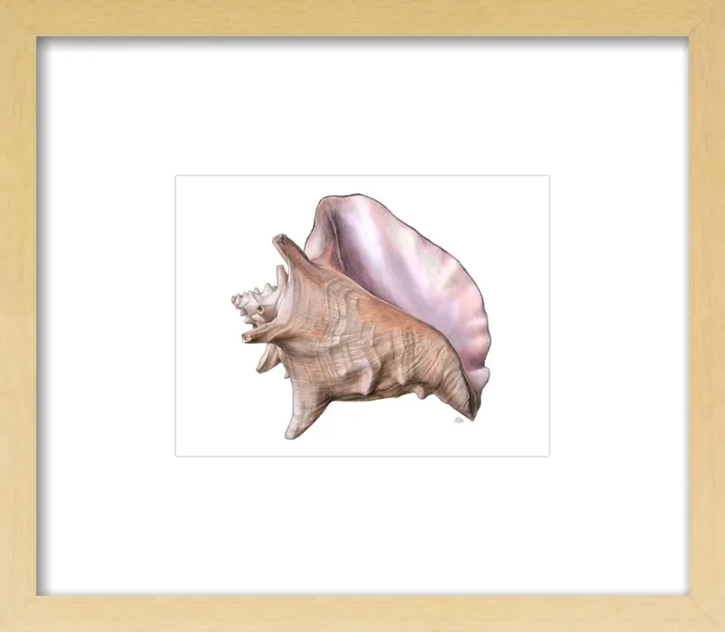 Queen conch  by Emily S. Damstra for Artfully Walls