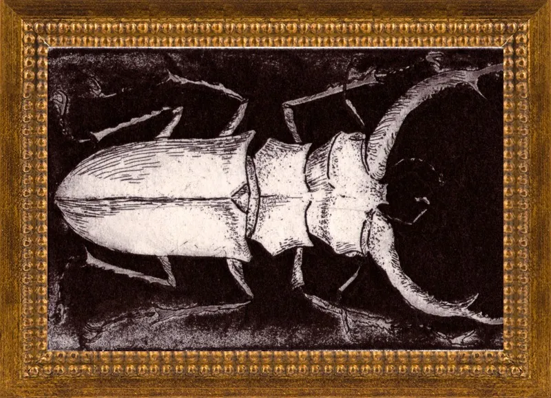 White Beetle on Dark Brown by Tennopent Sooster for Artfully Walls