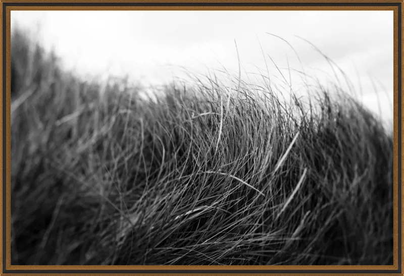 Beach Grass #3 by Alicia Bock for Artfully Walls
