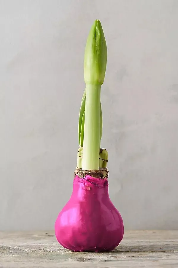 Waxed Amaryllis Bulb, Pink