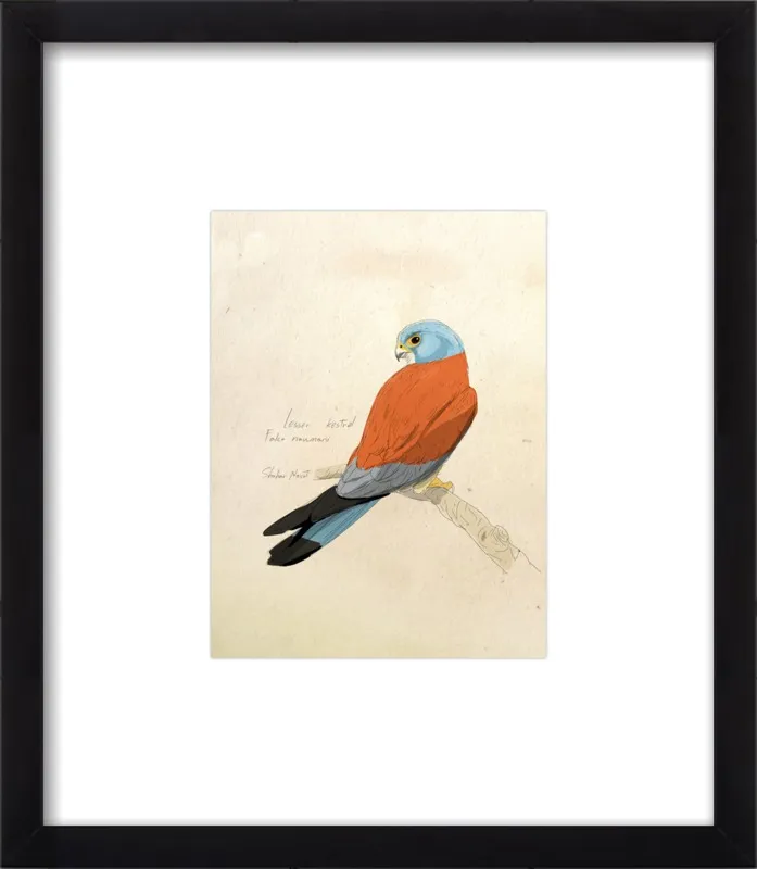 Lesser Kestrel by Shahar Navot for Artfully Walls
