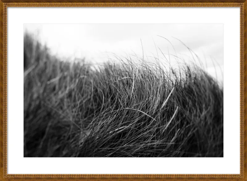 Beach Grass #3 by Alicia Bock for Artfully Walls