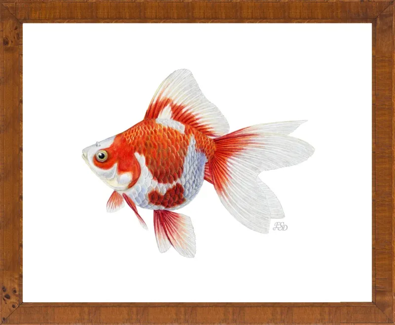 Japanese ryukin goldfish by Emily S. Damstra for Artfully Walls