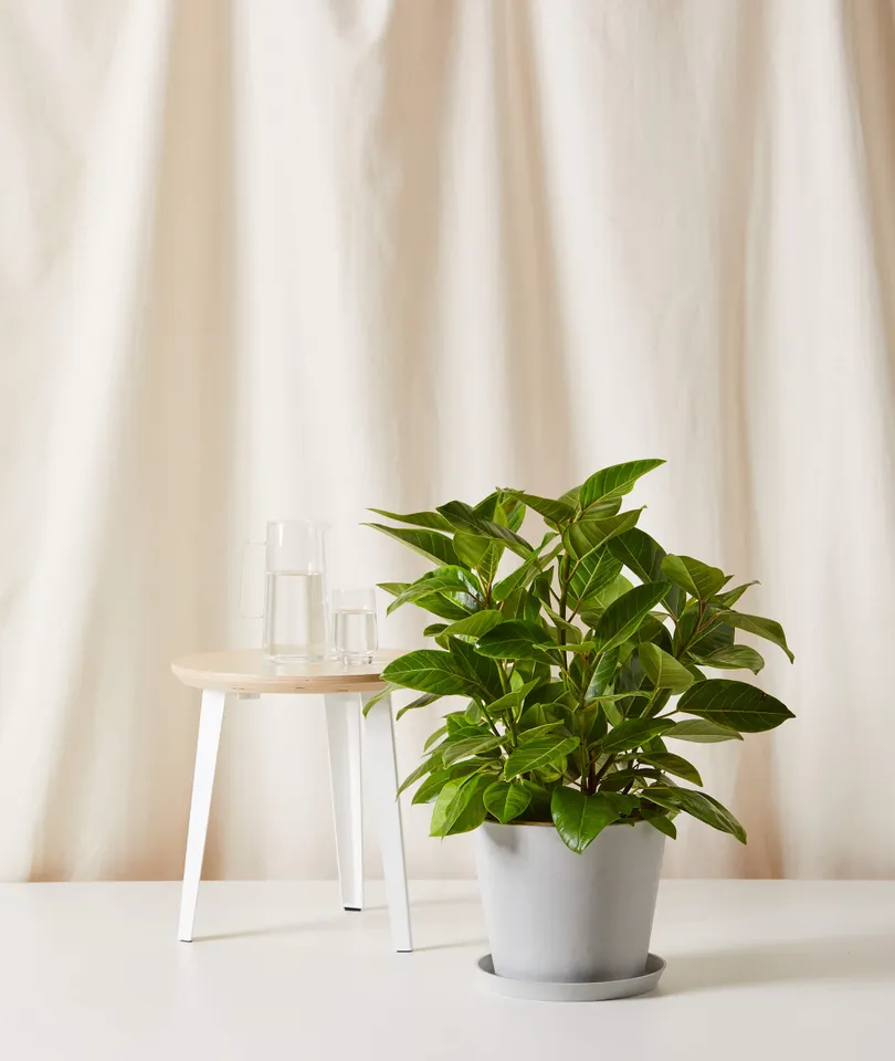 Ficus Altissima Bush -  Stone