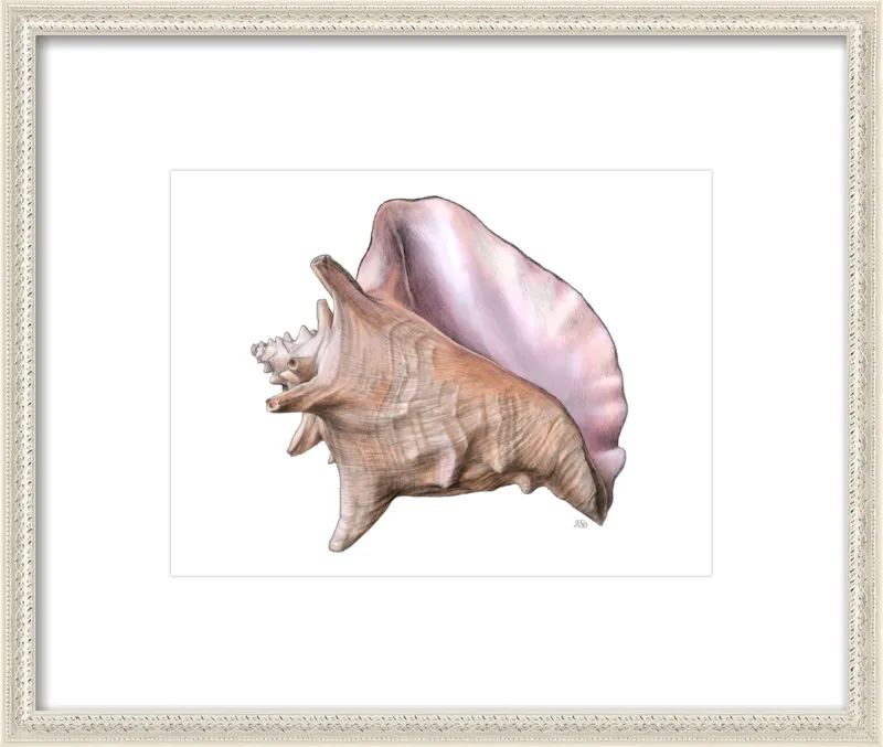 Queen conch  by Emily S. Damstra for Artfully Walls