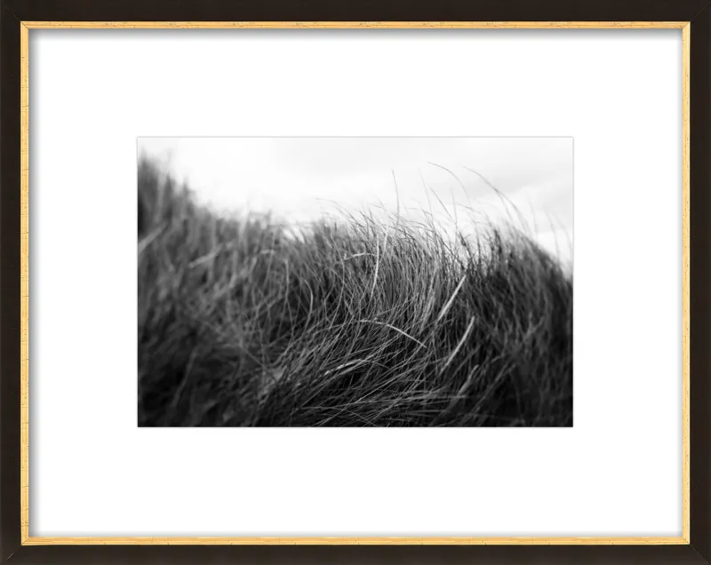 Beach Grass #3 by Alicia Bock for Artfully Walls