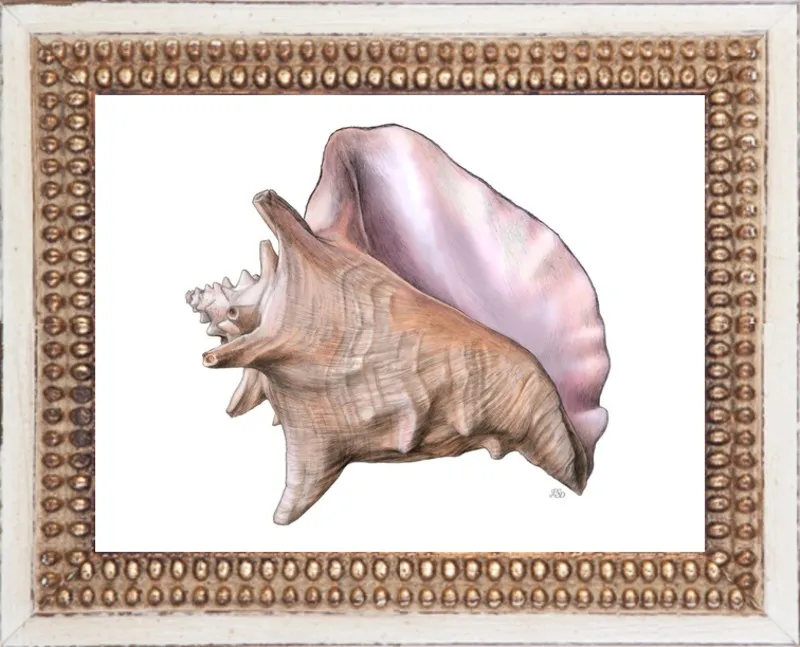 Queen conch  by Emily S. Damstra for Artfully Walls
