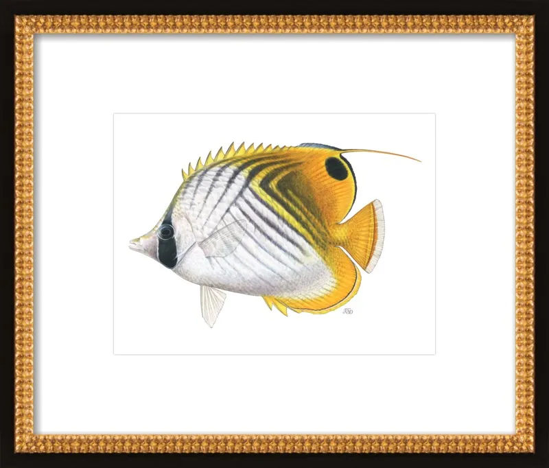 Threadfin butterflyfish by Emily S. Damstra for Artfully Walls
