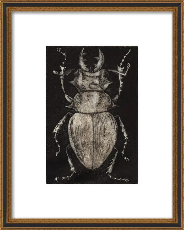 Grey Beetle on Black by Tennopent Sooster for Artfully Walls