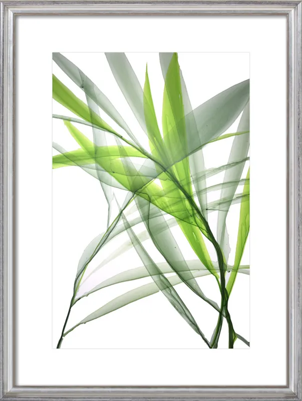 Tropical Study no. 3 by Marina Dunbar  for Artfully Walls