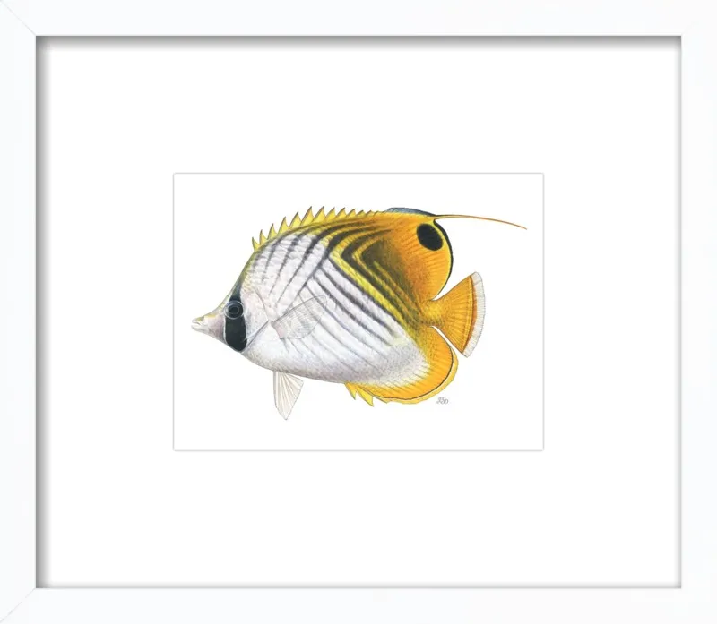 Threadfin butterflyfish by Emily S. Damstra for Artfully Walls