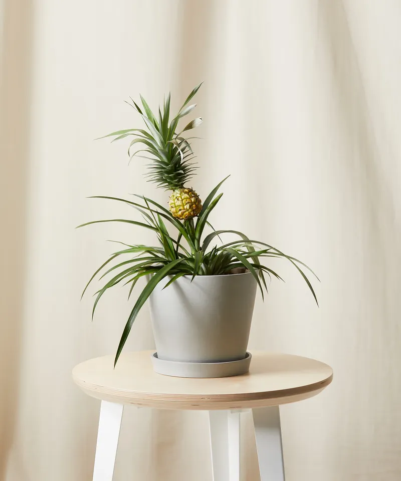 Bromeliad Pineapple -  Stone