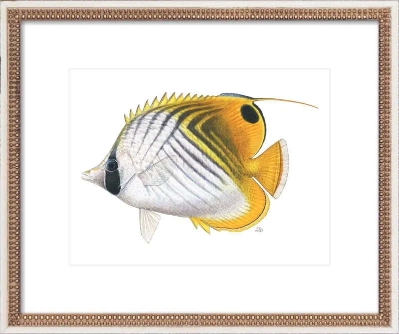 Threadfin butterflyfish by Emily S. Damstra for Artfully Walls