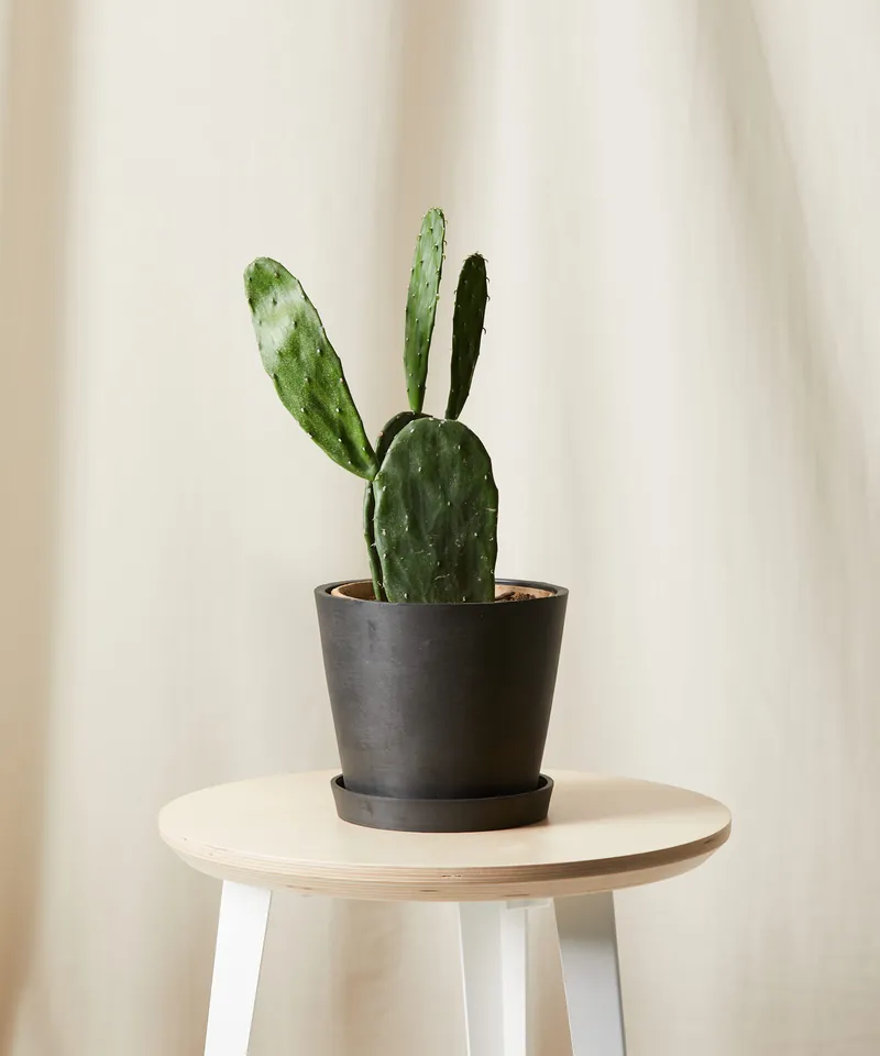 Prickly Pear Cactus -  Charcoal