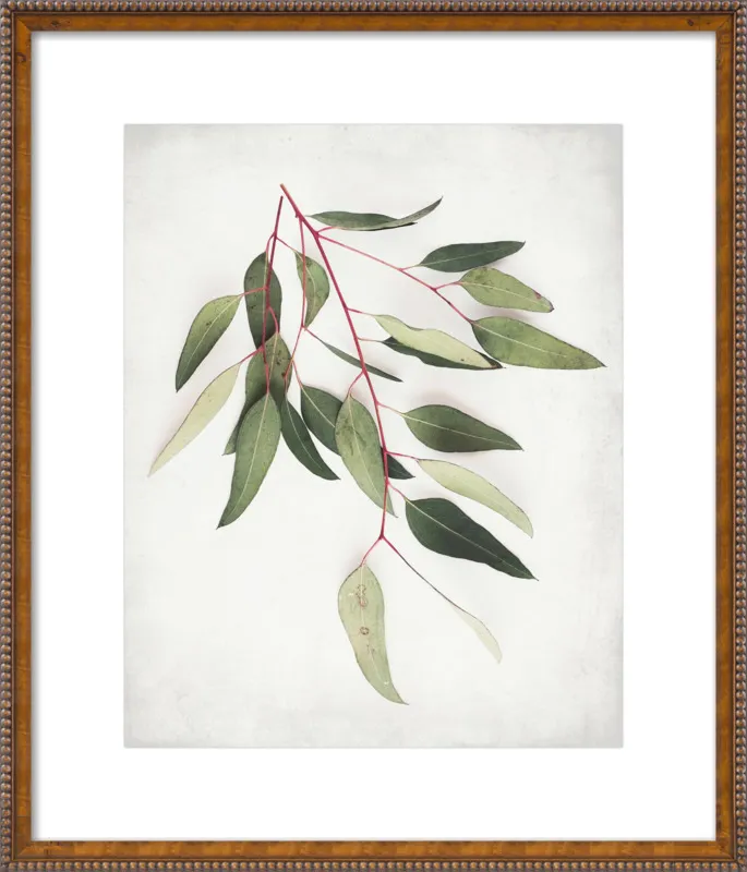 Eucalyptus Sprig One by Lupen Grainne for Artfully Walls