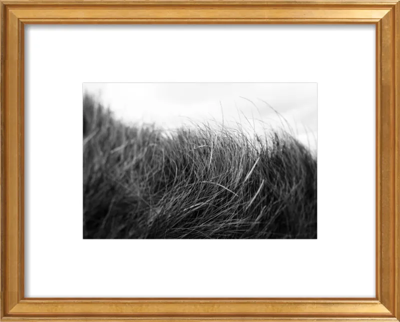 Beach Grass #3 by Alicia Bock for Artfully Walls