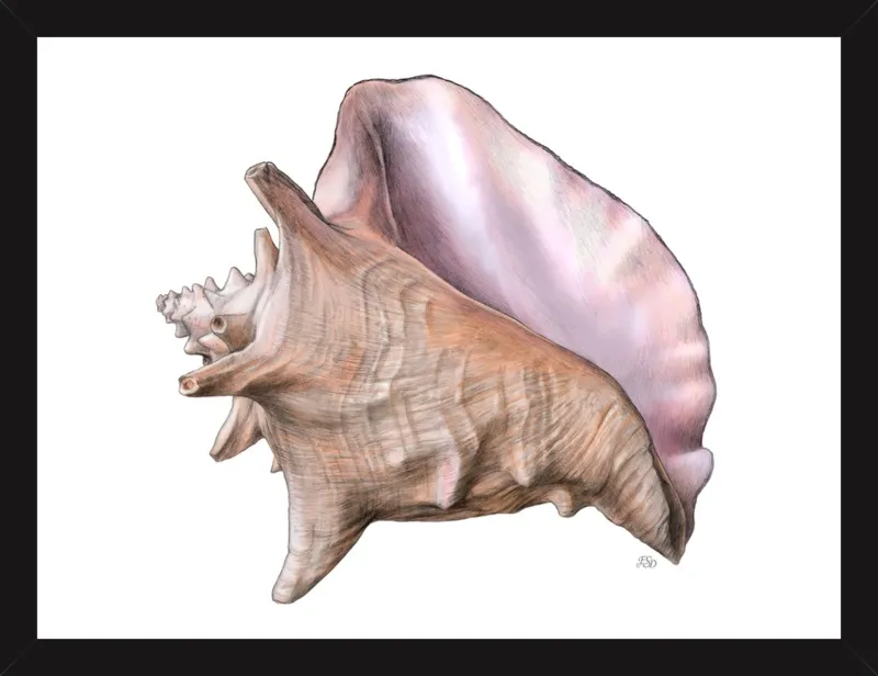 Queen conch  by Emily S. Damstra for Artfully Walls
