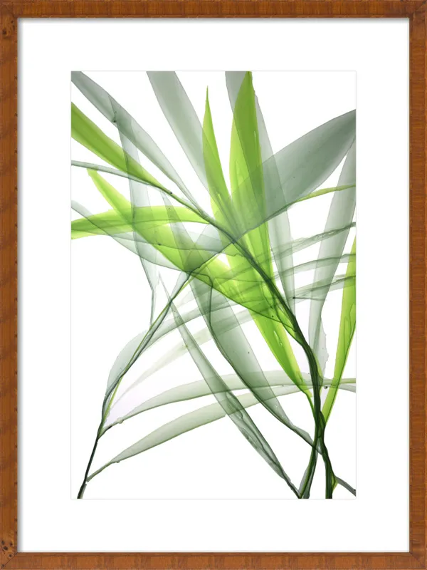 Tropical Study no. 3 by Marina Dunbar  for Artfully Walls