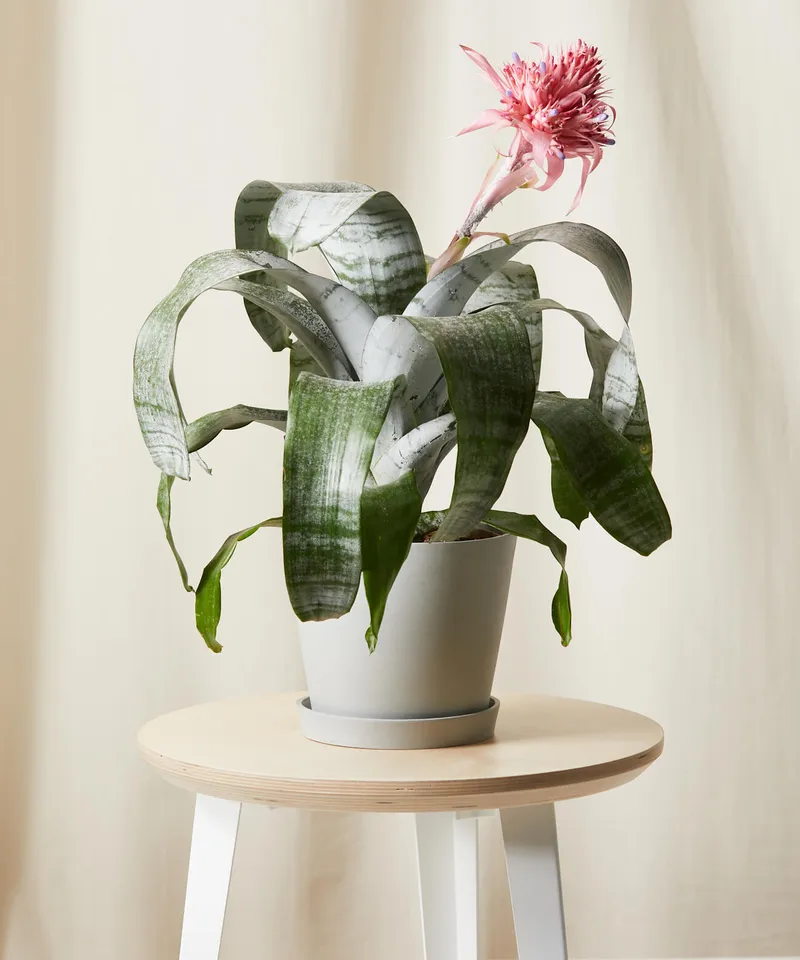 Bromeliad Aechmea Pink -  Stone
