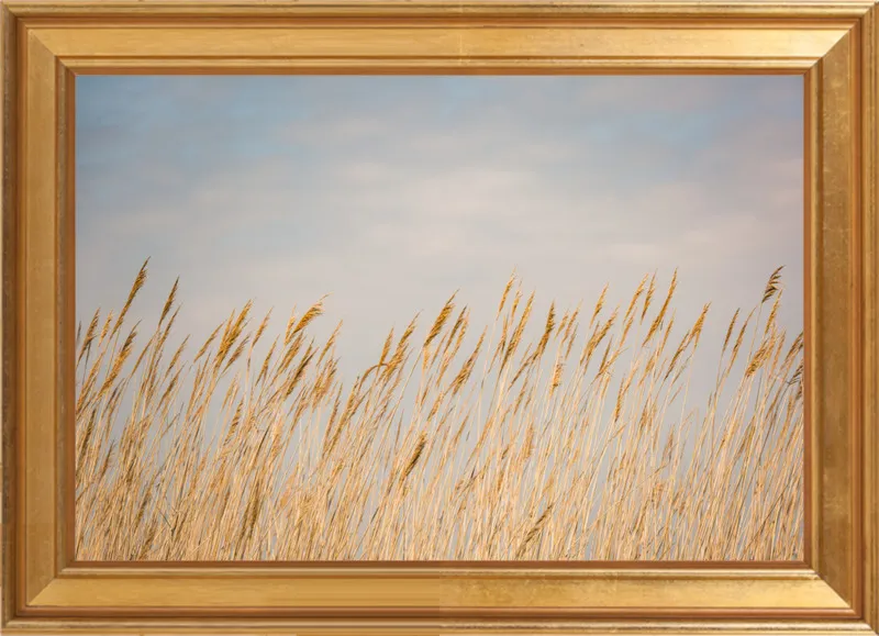 Nantucket Gold by Ann Hudec for Artfully Walls
