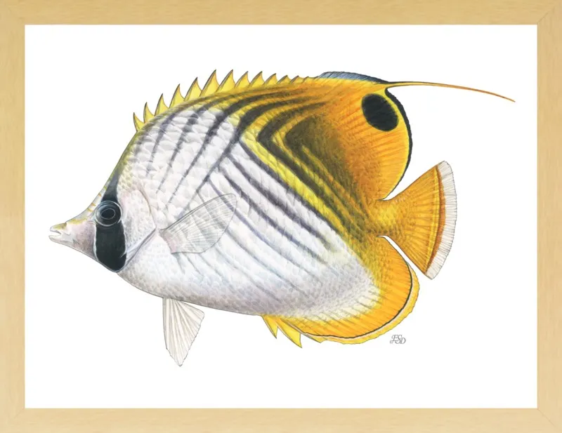 Threadfin butterflyfish by Emily S. Damstra for Artfully Walls