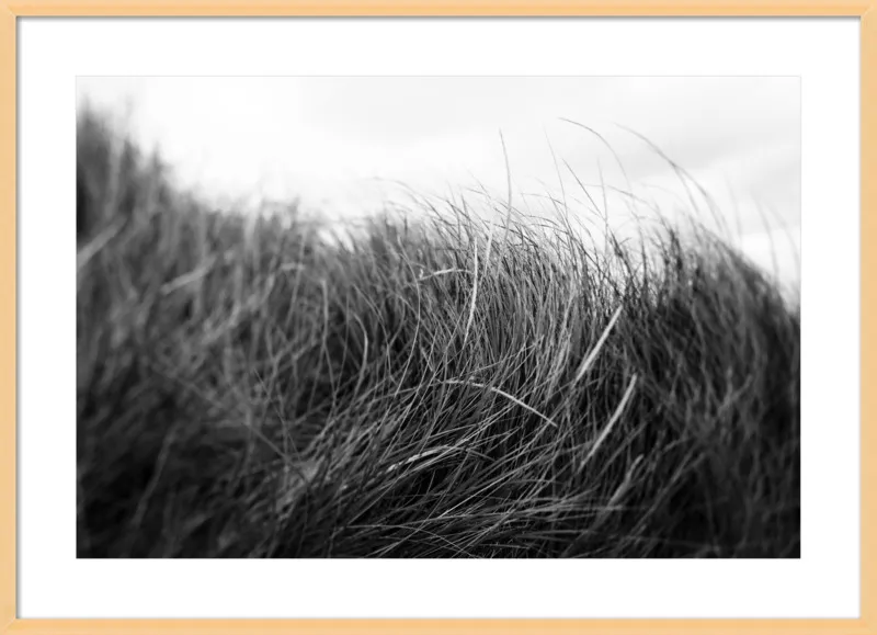 Beach Grass #3 by Alicia Bock for Artfully Walls