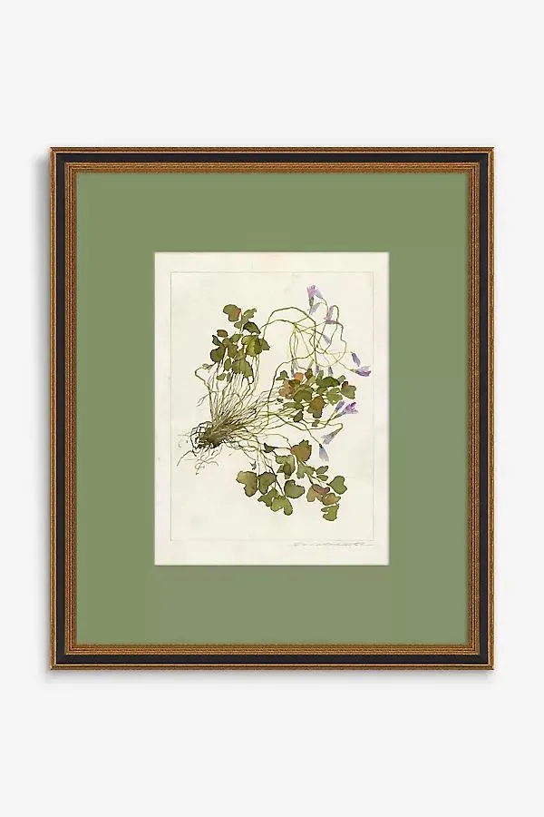 Herbarium: Oxalis Debilis No.2 Wall Art