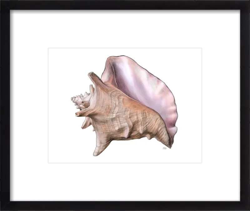 Queen conch  by Emily S. Damstra for Artfully Walls