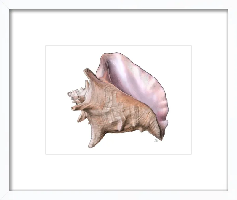 Queen conch  by Emily S. Damstra for Artfully Walls
