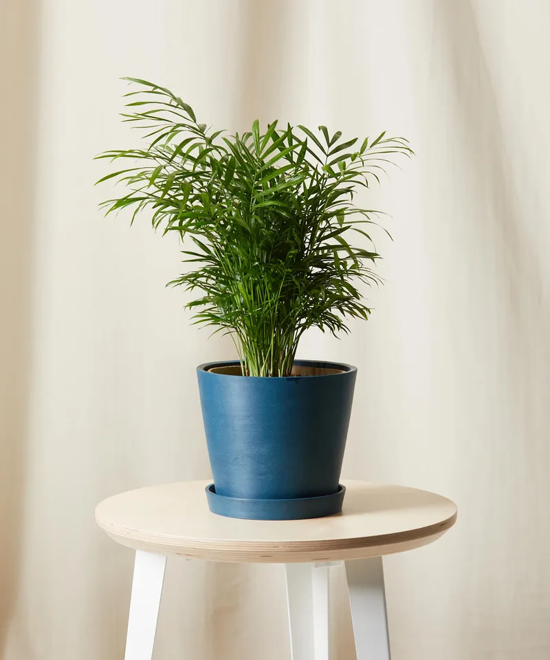 Parlor Palm -  Indigo
