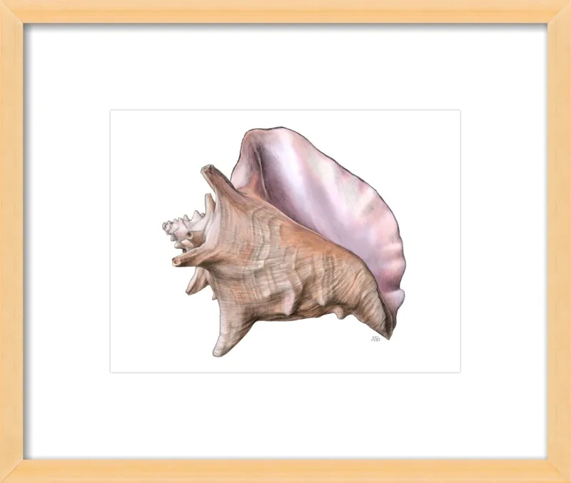 Queen conch  by Emily S. Damstra for Artfully Walls