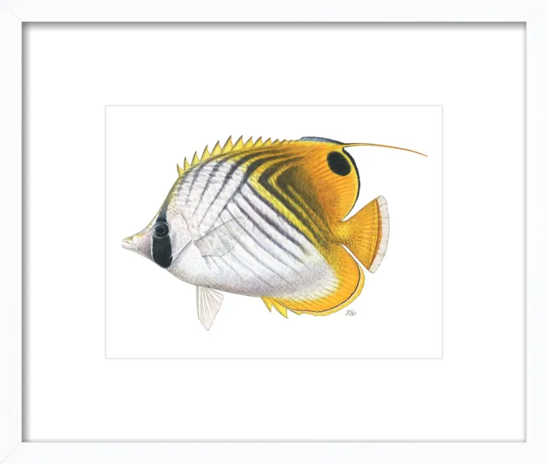 Threadfin butterflyfish by Emily S. Damstra for Artfully Walls