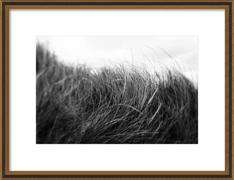 Beach Grass #3 by Alicia Bock for Artfully Walls