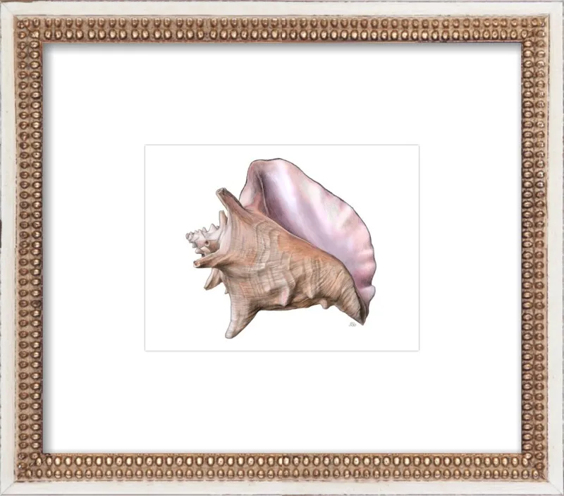Queen conch  by Emily S. Damstra for Artfully Walls