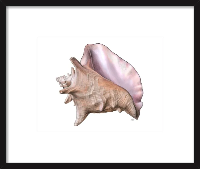 Queen conch  by Emily S. Damstra for Artfully Walls