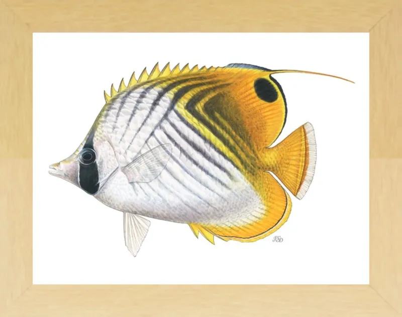Threadfin butterflyfish by Emily S. Damstra for Artfully Walls