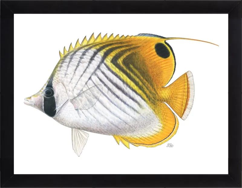 Threadfin butterflyfish by Emily S. Damstra for Artfully Walls