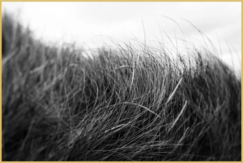 Beach Grass #3 by Alicia Bock for Artfully Walls