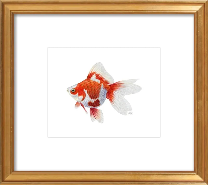 Japanese ryukin goldfish by Emily S. Damstra for Artfully Walls