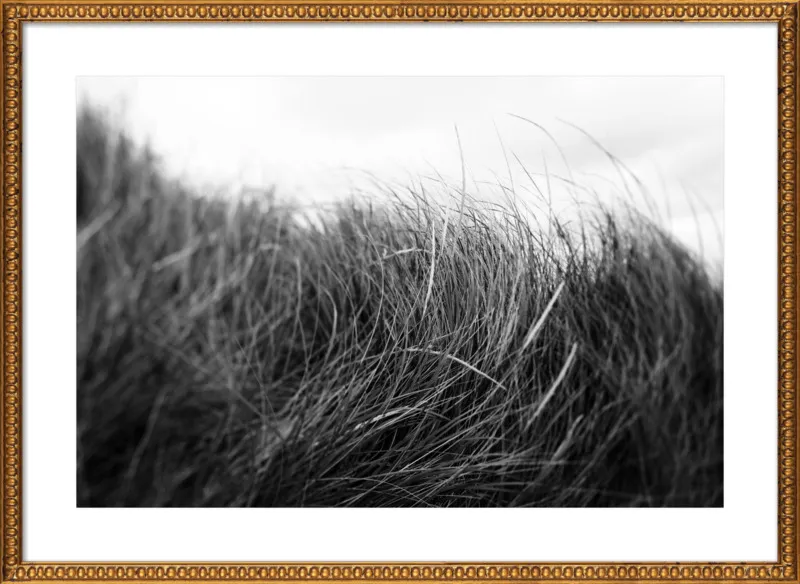 Beach Grass #3 by Alicia Bock for Artfully Walls