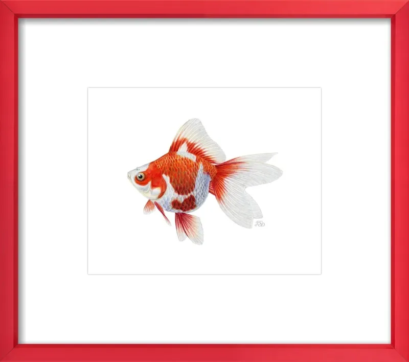 Japanese ryukin goldfish by Emily S. Damstra for Artfully Walls