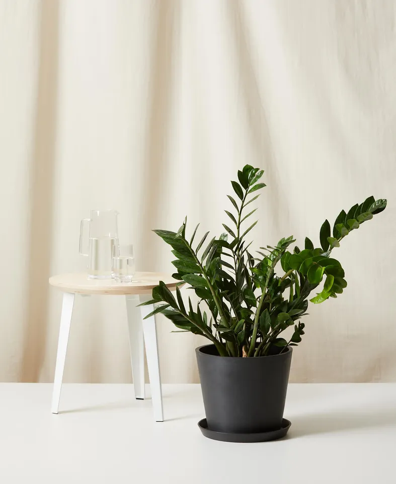 ZZ Plant, Charcoal Pot