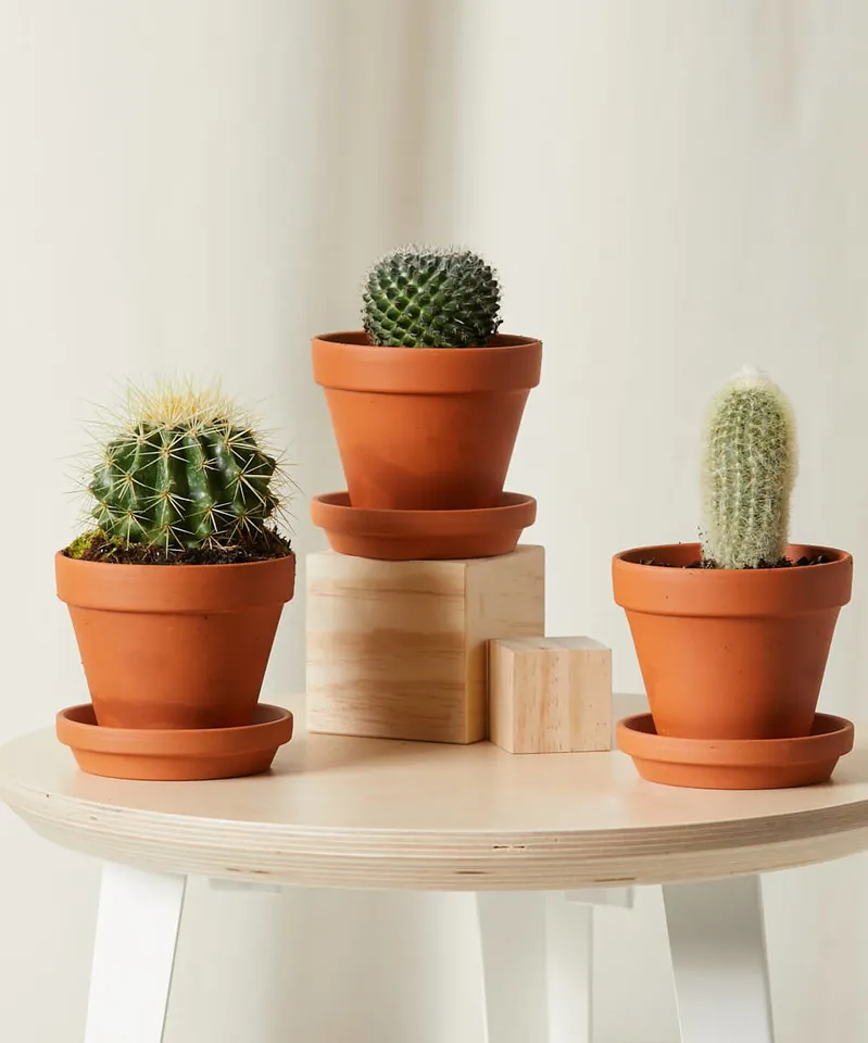 Cacti Collection -  Terracotta