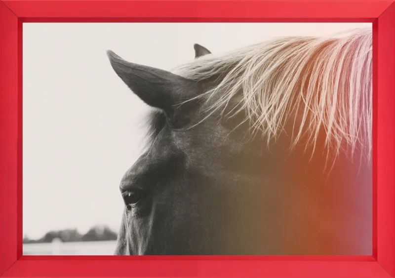 Pink Pony by Alicia Bock for Artfully Walls