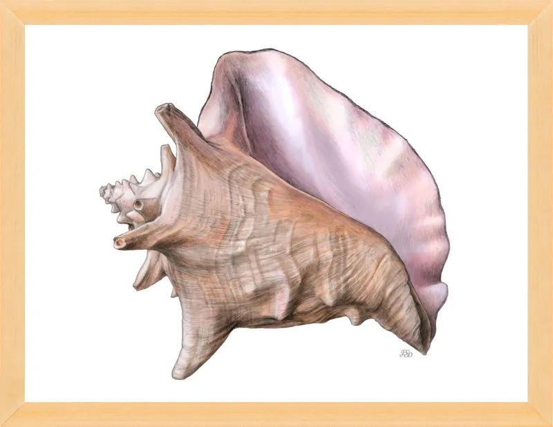 Queen conch  by Emily S. Damstra for Artfully Walls