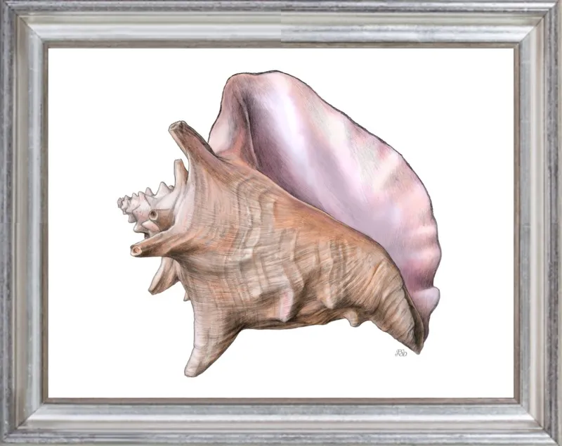 Queen conch  by Emily S. Damstra for Artfully Walls