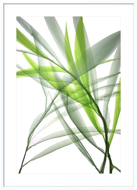 Tropical Study no. 3 by Marina Dunbar  for Artfully Walls