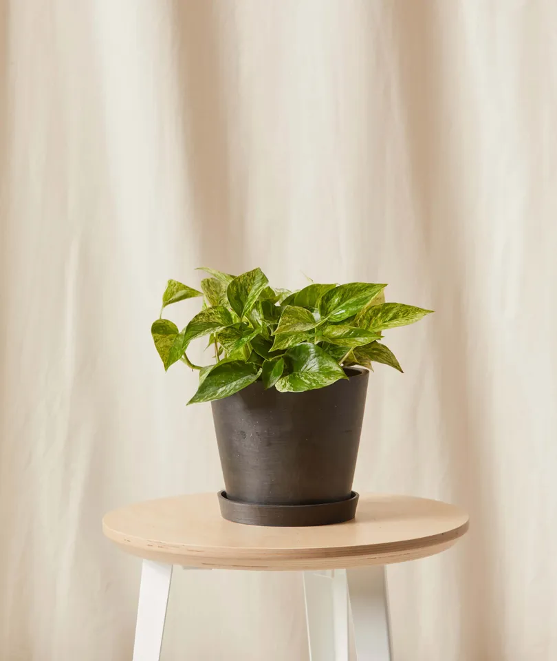 Marble Queen Pothos -  Charcoal
